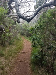 forest in kokee state park on a hiking trail