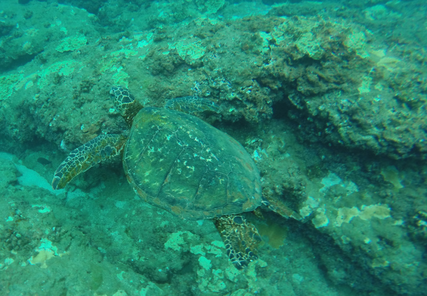 The Honu (Sea Turtle) and Its Importance to Hawaii