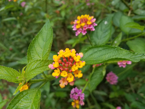 flowers on the awaapuhi hiking trail in kokee state park, kauai