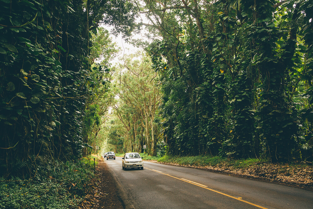 The Tree Tunnel Road of Kauai