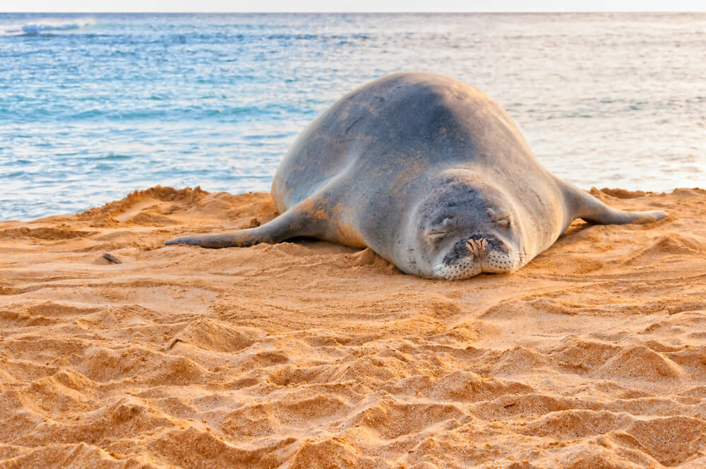 Kauai's Hawaiian Monk Seals: Everything You Need to Know