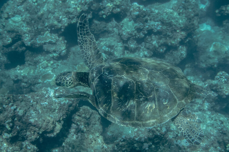 Hawaiian Green Sea turtles 