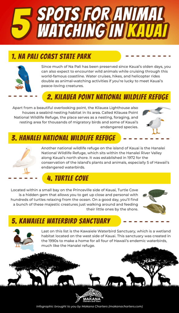 5 Spots for Animal Watching in Kauai [Infographic]